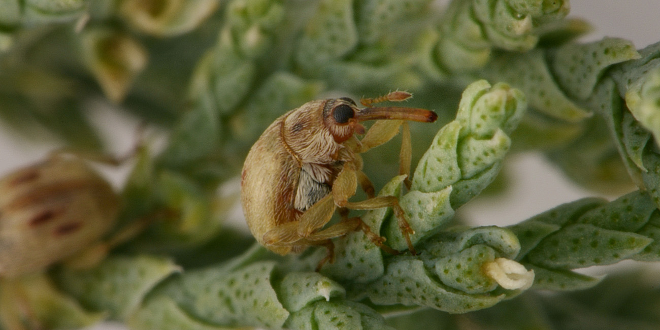 Nanophyidae:  Corimalia sp?   No,  Allomalia quadrivirgata